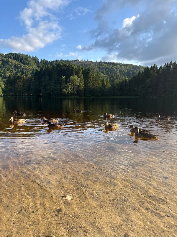 Ducks, garden work, and a beagle on a summer afternoon