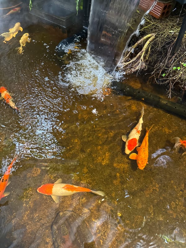 Koi pond and green-draped cafe in Nha Trang