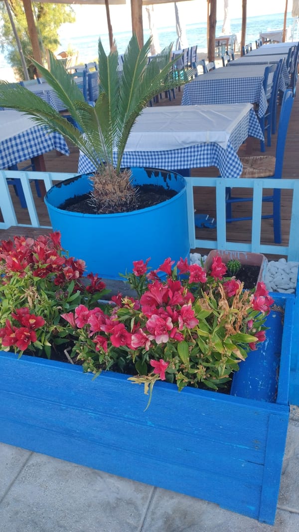 Morning coastal walk through blooming Neoi Epivates, Greece
