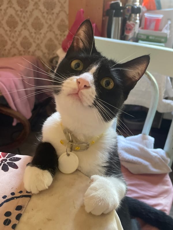 Cats, cherries, and tattoos on a quiet Tbilisi afternoon