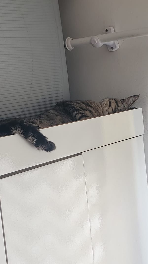 Tabby cat hides behind white cabinet in Curitiba home