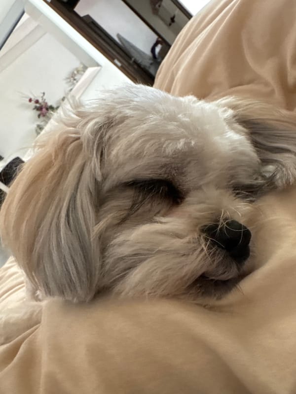 Small dog sleeps peacefully in Mexico City