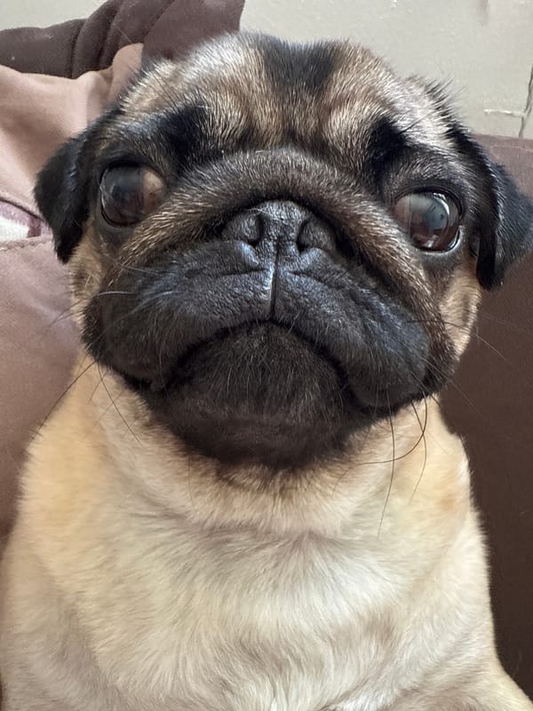 Pug dog observed in various poses over morning hours
