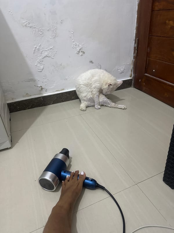 Cat in football jersey gets groomed in Sukawati