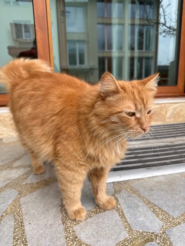 Orange cat spotted lounging on porch, window sill in Berkovitsa