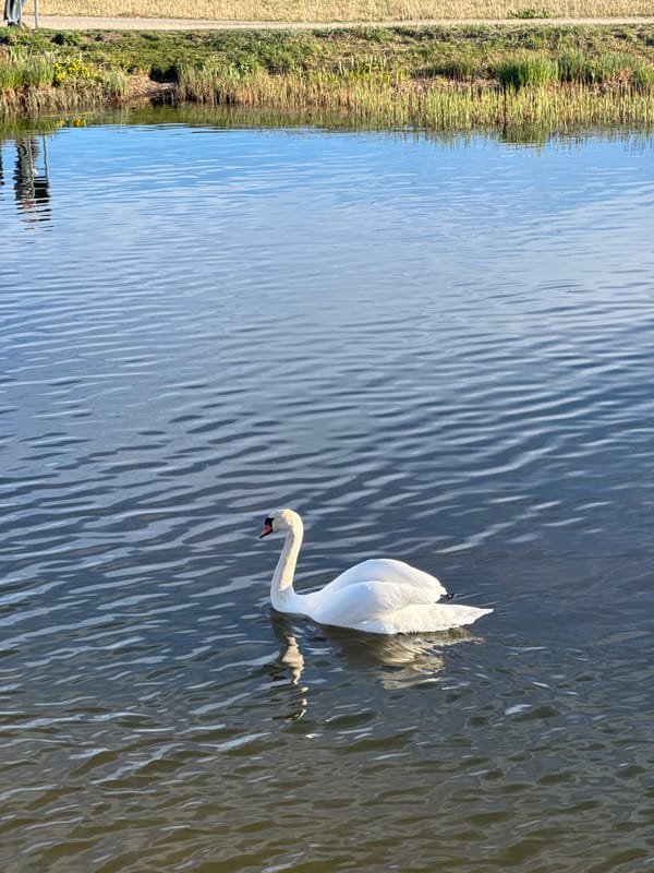White swan spotted swimming gracefully in Copenhagen waters