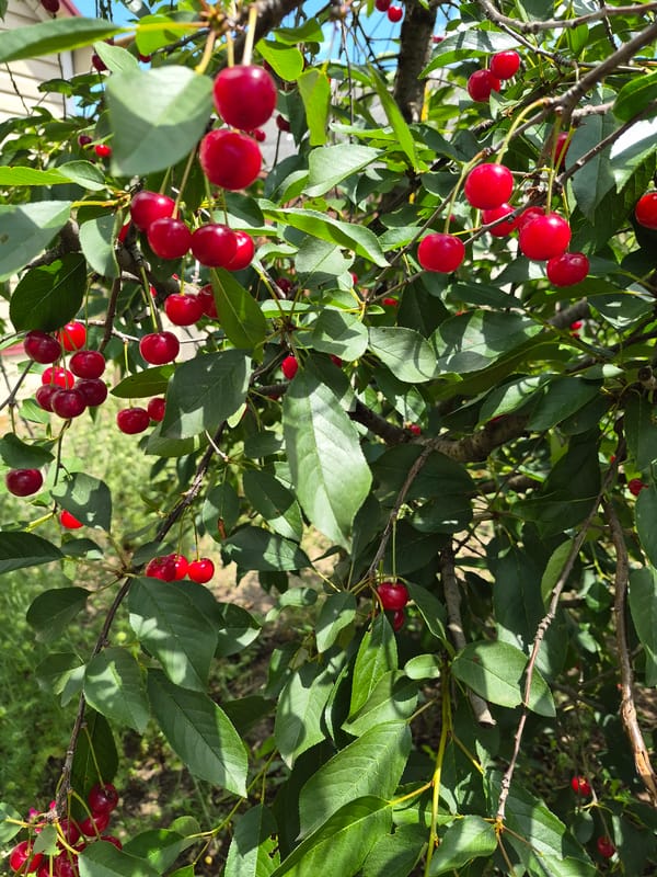Garden flowers, fruit trees, and houseplant photography collection