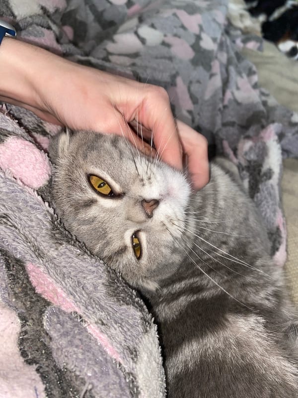 Tender moment captured between human and cat in Votkinsk