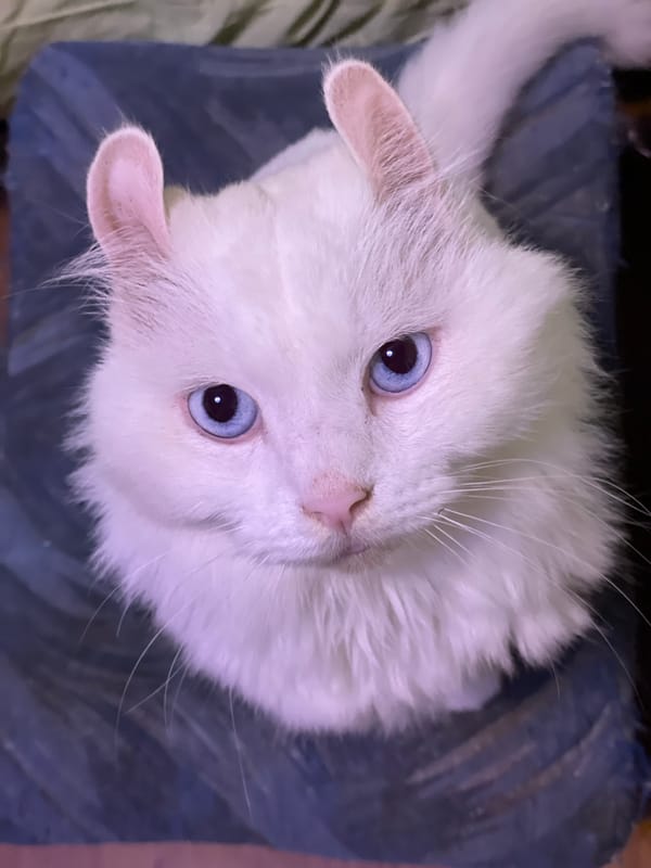 Fluffy white cat with curled ears photographed indoors in Aktau