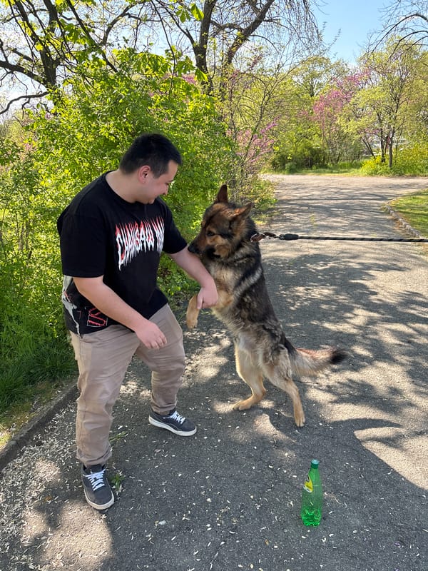 Man walks German Shepherd in Chirpan park on sunny day