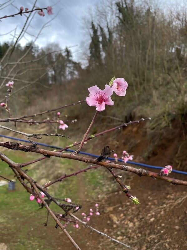 Spring blossoms bloom on fruit trees in Zlatograd Bulgaria