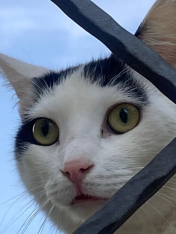 Cats gather around bus in Budva Montenegro