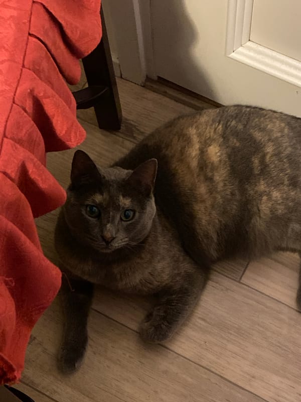 Tortoiseshell cat captured in domestic scenes in Björklinge