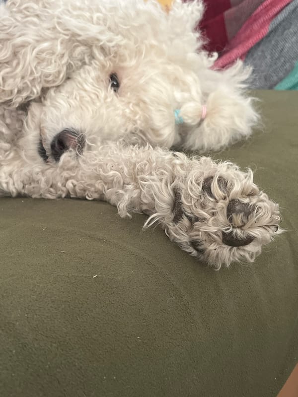 White poodle rests on green couch wearing blue hair tie