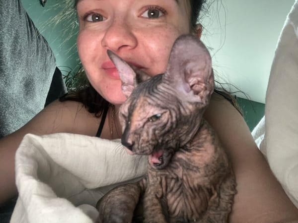 Person and Sphynx cat share quiet moments in Kazan home