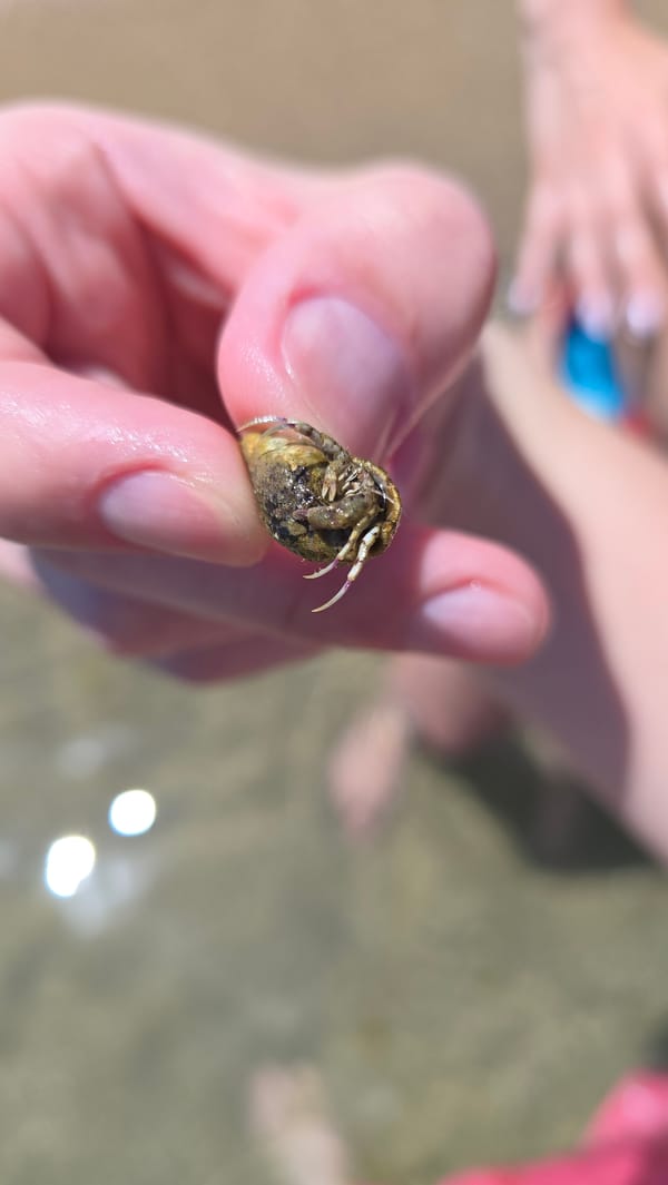 Crabs in hand and a yacht on the Black Sea near Varna