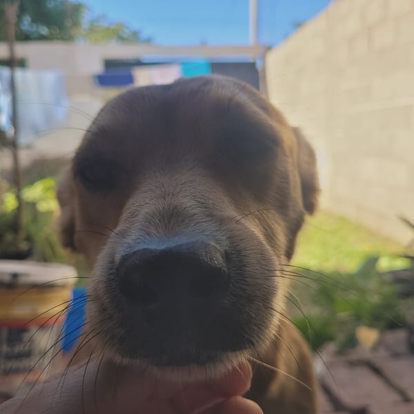 Dog petted, filmed outside Catamarca residence