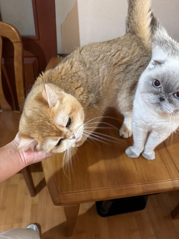 Multiple cats at home in Dnipro, caught in casual portraits