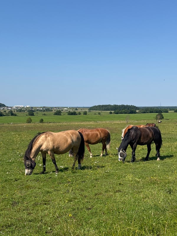 Horses grazing in a sunny rural field in Kaporskoe, Russia
