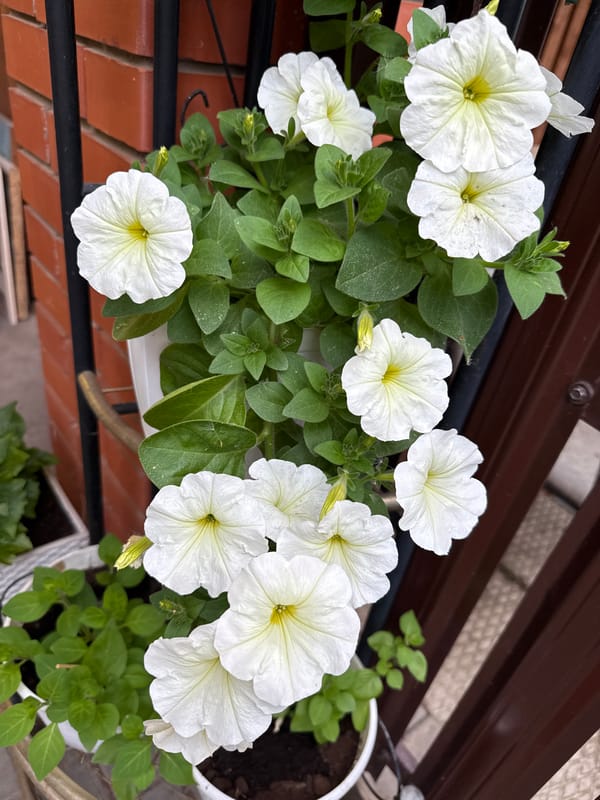 Garden tour captures blooming flowers, plants in Votkinsk, Russia