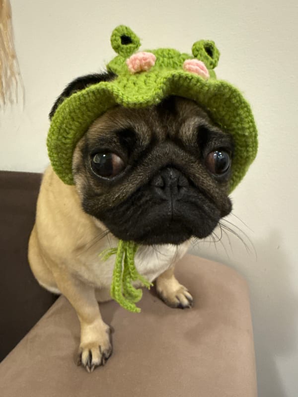 Woman takes selfies with pugs, one wearing green hat