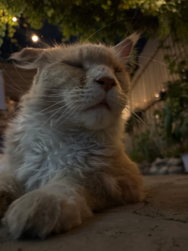 Almaty cats and an evening in the courtyard