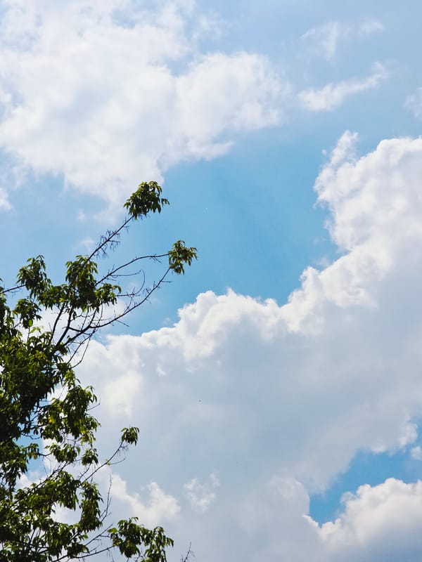 Anonymous photographer documents sky and clouds through tree canopy