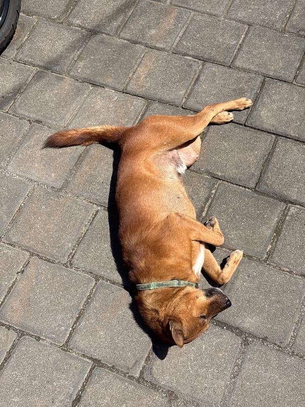 Dog sunbathes on pavement in Kuta Selatan, Indonesia