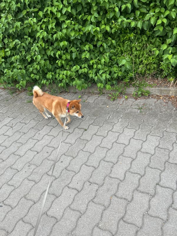 Dog walker documents Shiba Inu and local flora in Ergolding