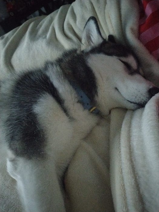 Husky dog rests peacefully on blankets in Luxembourg home