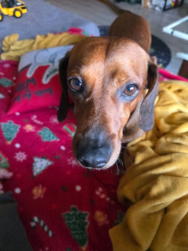 Chill afternoon at home with a dachshund, snacks, and art