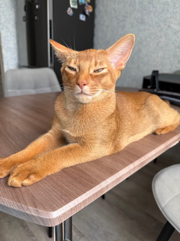 Ginger Abyssinian cat relaxing on a wooden table at home