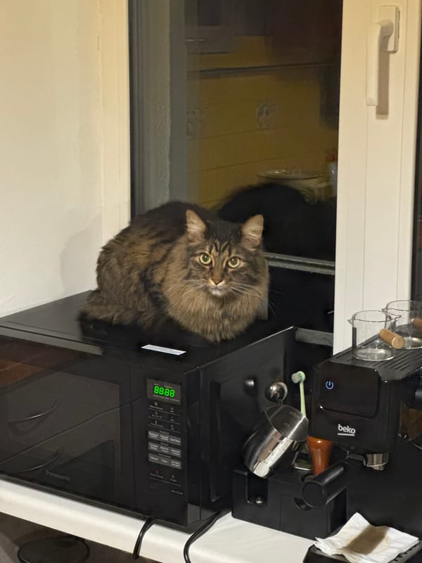 Cats observed lounging indoors during evening hours with pastries