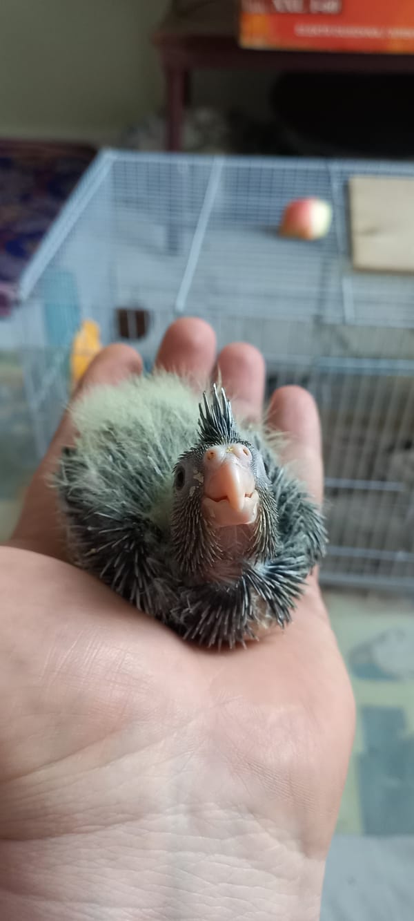 Cockatiel chicks up close, from nesting box to hand