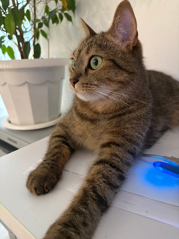 Cat rests beside flower pot in Izhevsk home