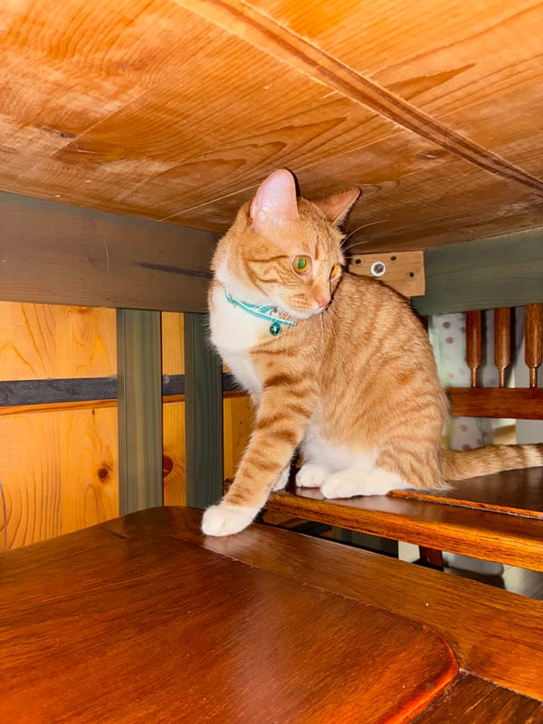 Tabby cat spotted resting on furniture in Mexico City home