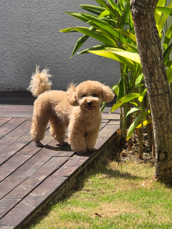 Poodle stands on wooden deck, yawns near garden area