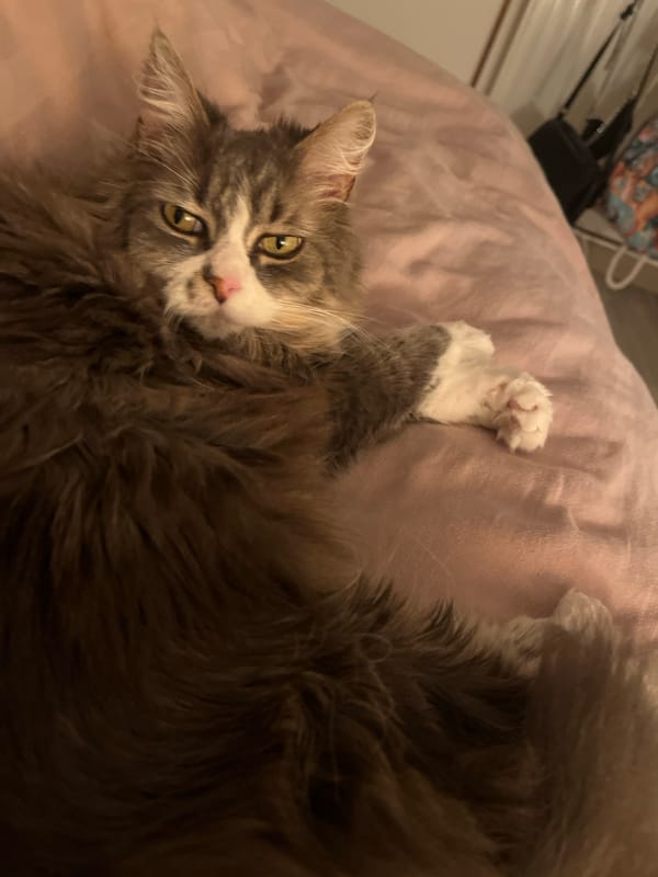 Cat sleeps on pink bedding in Chambœuf