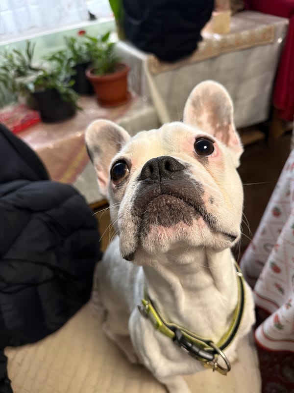 French Bulldog spotted in Mercedes vehicle in Dupnitsa