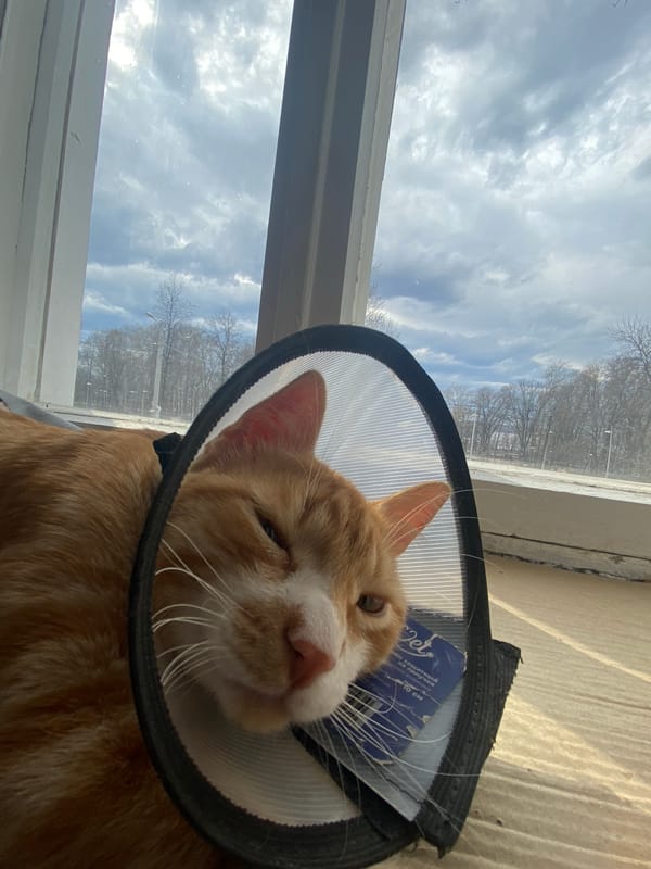 Cat in recovery cone spotted resting indoors in Perm