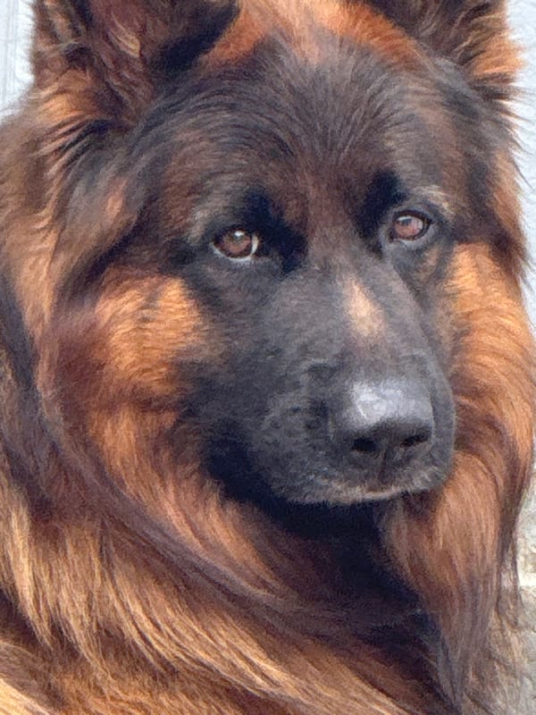 German Shepherd resting outside a home in Almaty