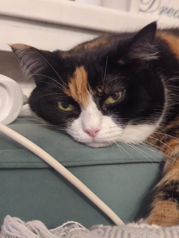 Calico cat resting on a teal surface in Vnukovo