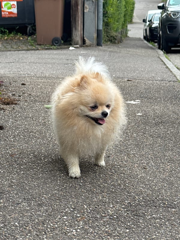 Pomeranian dog spotted on street in Bietigheim-Bissingen, Germany