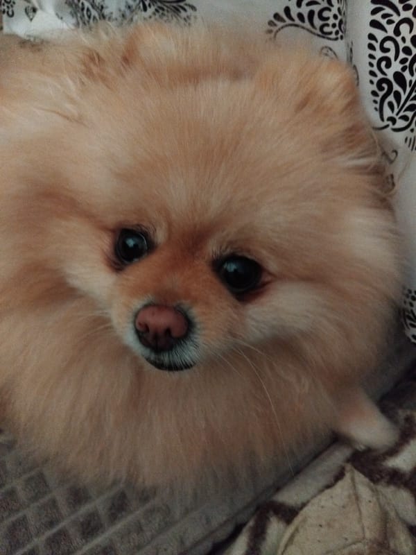 Pomeranian naps and lounges on a sofa in Apriltsi