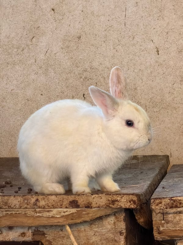 Child feeds tortoises, rabbit spotted at Gilboa wildlife area