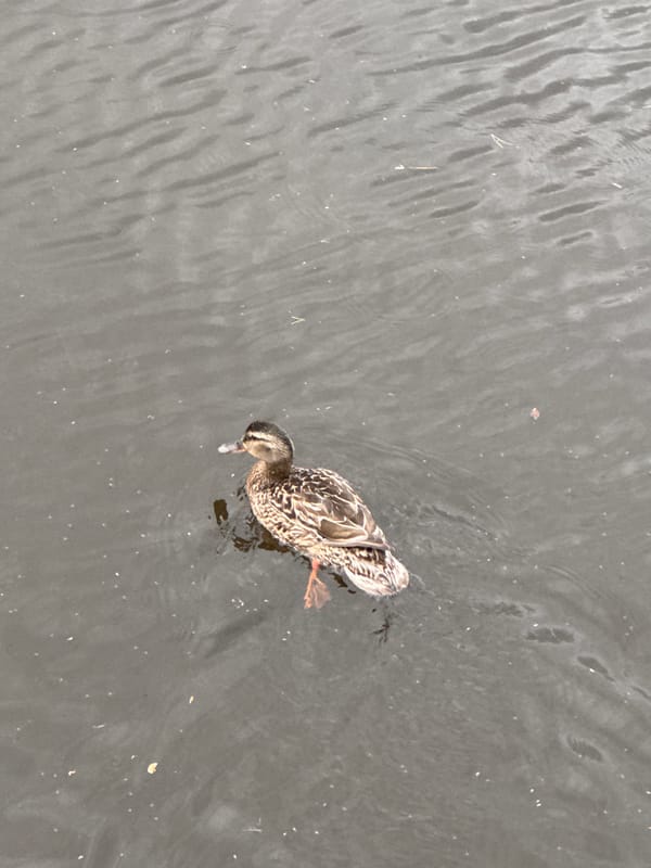 Quiet fishing afternoon observed along Chaikovsky waterfront with duck