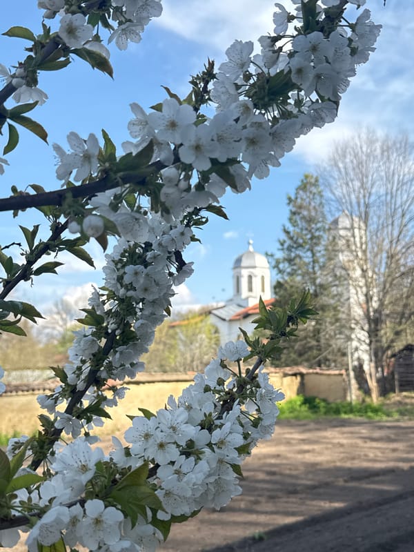 Spring blooms documented near Bulgarian church in Polikraishte village