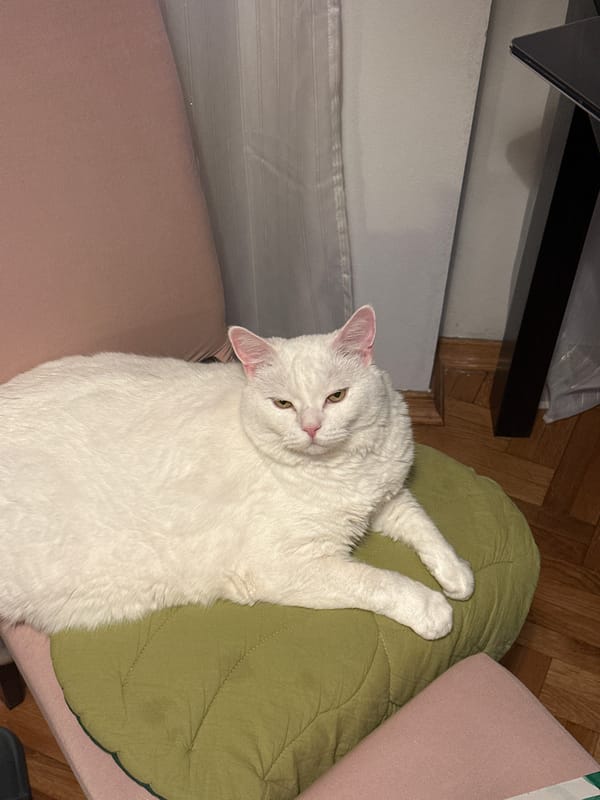 Artist paints still life with cat companion in Novi Sad