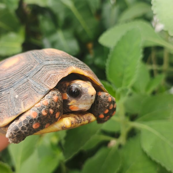 Red-footed tortoise, succulents spotted in Tinaquillo backyard scenes