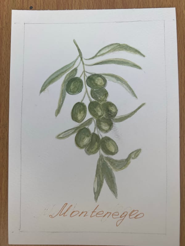 Artist creates Montenegro-themed watercolor series in coastal villages